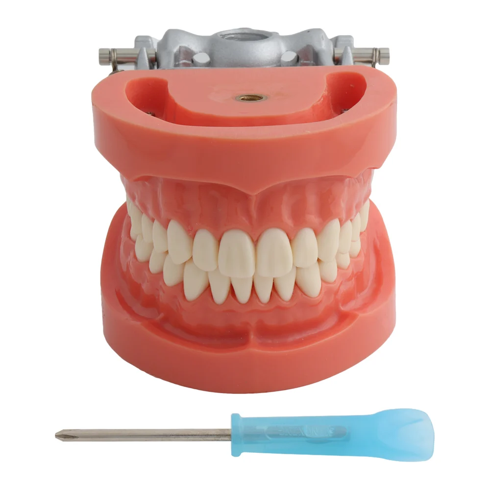Diş Modeli model beyin Standart 32 Vidalı Diş Gösteri Diş Modeli Fit Nıssın Sert Diş Etleri