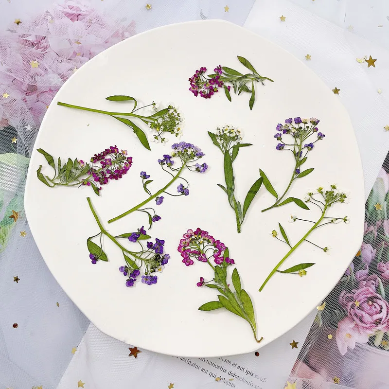 250 adet 6-8cm Preslenmiş Kurutulmuş Lobularia Maritima Çiçek Bitki Herbaryum Takı Kartpostal Davetiye Kartı telefon kılıfı Mum DIY